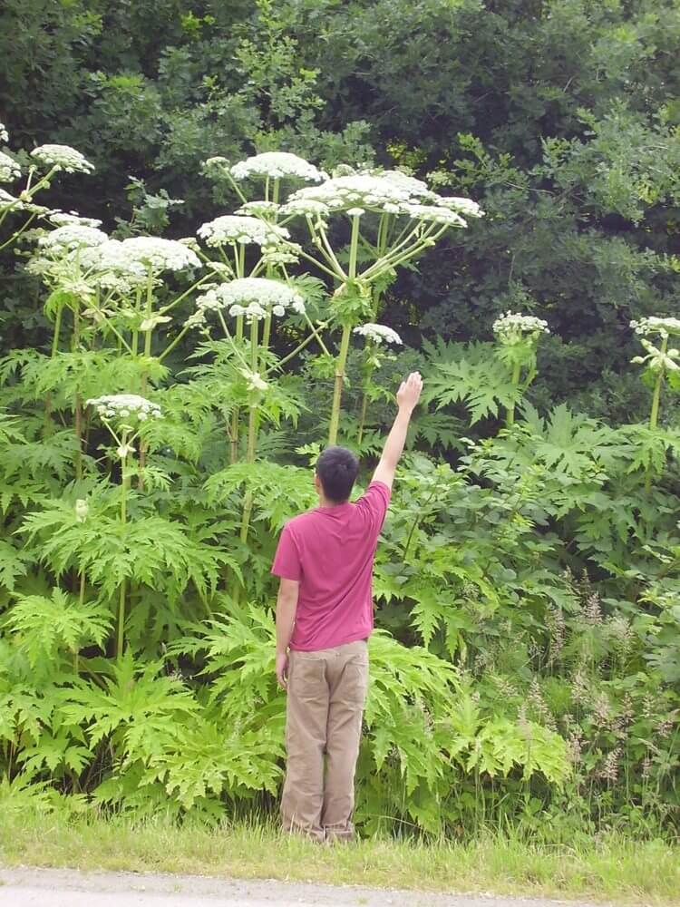 Image result for giant hogweed