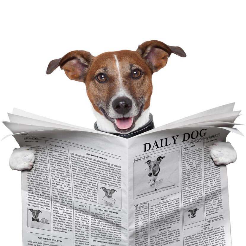 Dog news shop