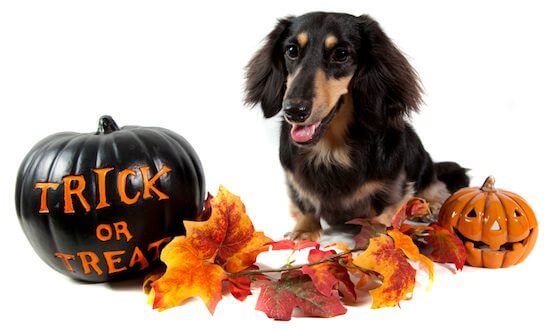 pets-halloween