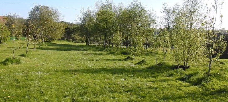 The Orchard Dog and Puppy Training Space