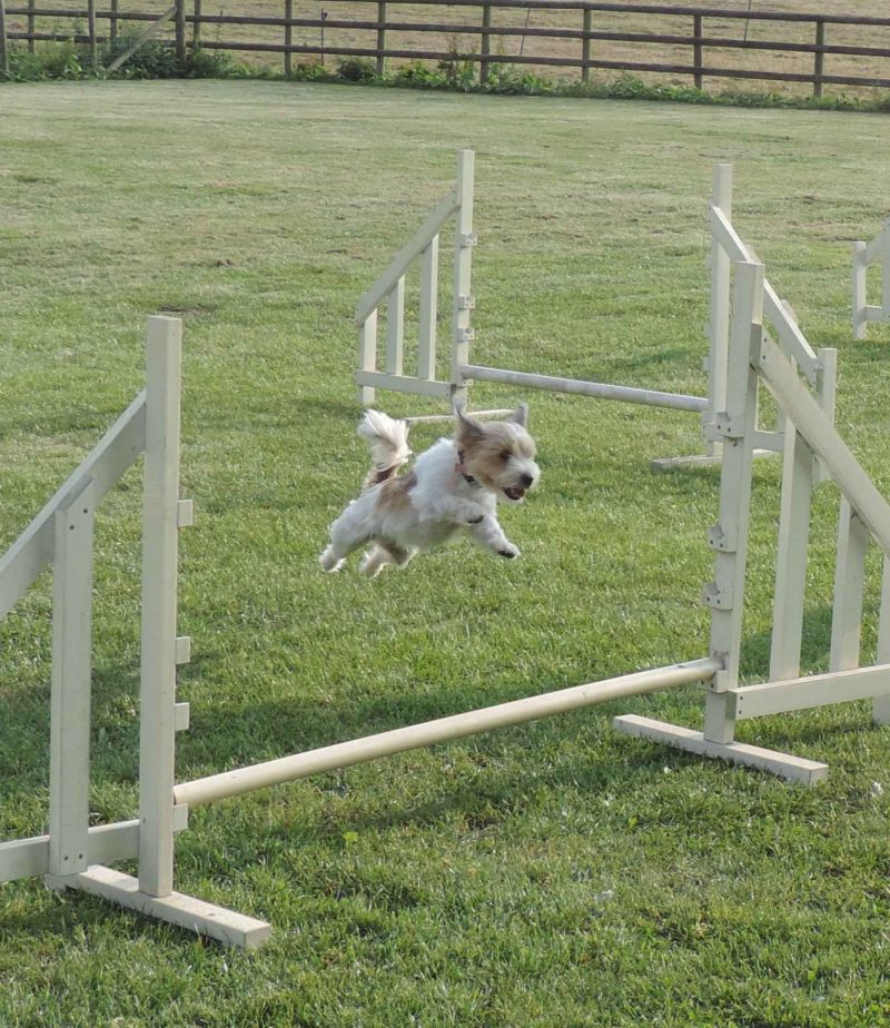 Bella Agility_