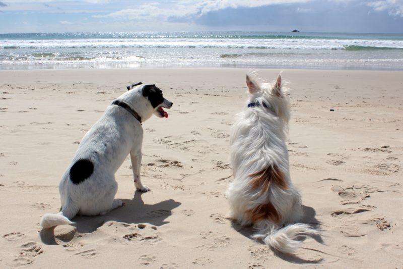 _absolutely_free_photos_original_photos_dogs-on-beach-3456x2304_59389